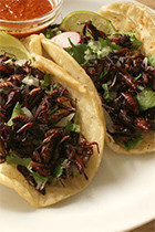 Grasshopper Tacos