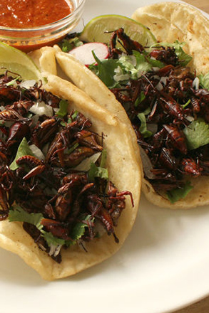 Grasshopper Tacos